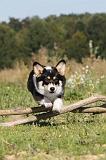 CORGI PEMBROKE 315